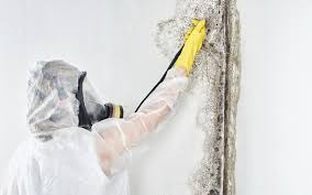 Best Attic Mold Removal  in Sophia, WV